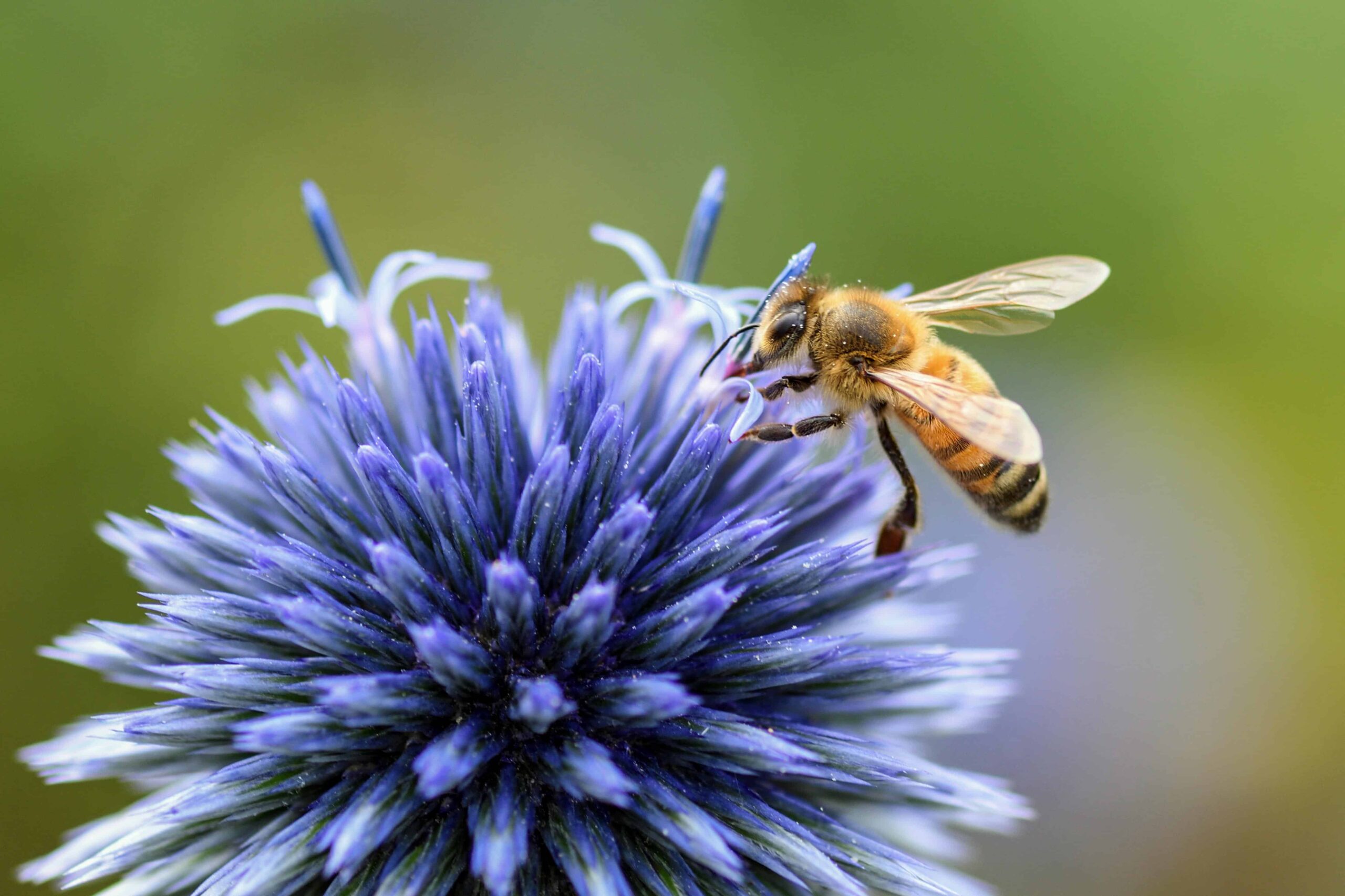 Biene auf blauer Blüte im insektenfreundlichen Altstadtgarten des Hotel zur alten Stadtmauer in Lübeck